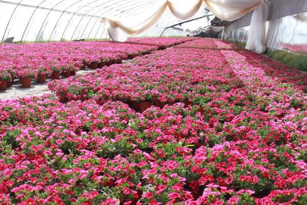 温室瓜菜防治病虫害的原则,根据病虫害的种类使用对应药物