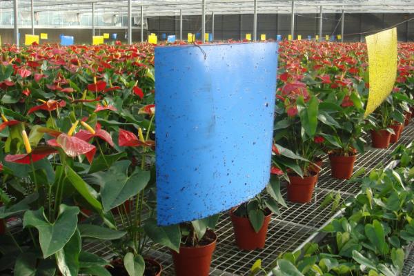 温室瓜菜防治病虫害的原则,根据病虫害的种类使用对应药物