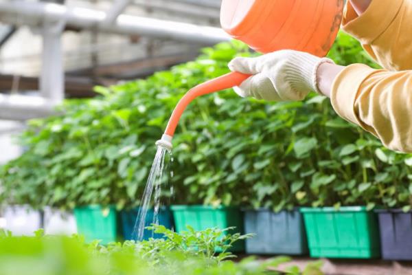 温室瓜菜防治病虫害的原则,根据病虫害的种类使用对应药物