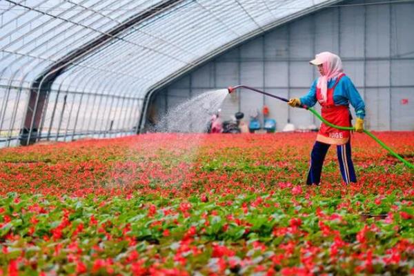 温室瓜菜防治病虫害的原则,根据病虫害的种类使用对应药物