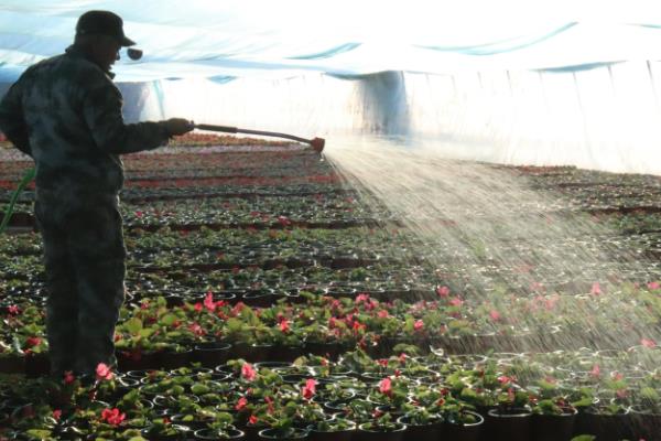 温室瓜菜防治病虫害的原则,根据病虫害的种类使用对应药物