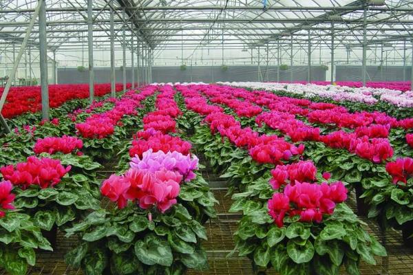 温室瓜菜防治病虫害的原则,根据病虫害的种类使用对应药物