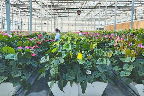 温室瓜菜防治病虫害的原则,根据病虫害的种类使用对应药物