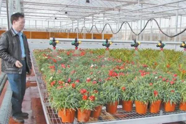 温室瓜菜防治病虫害的原则,根据病虫害的种类使用对应药物