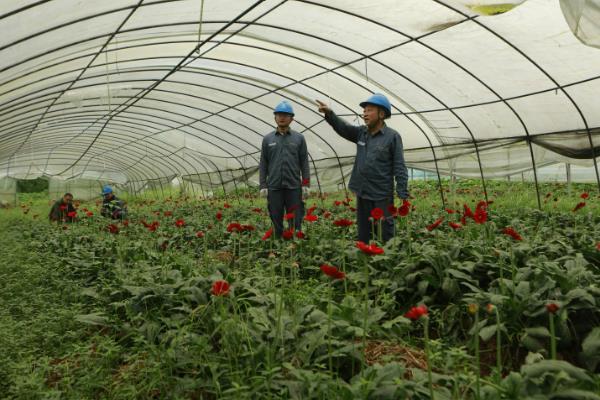 温室瓜菜防治病虫害的原则,根据病虫害的种类使用对应药物