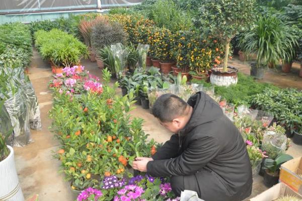 温室瓜菜防治病虫害的原则,根据病虫害的种类使用对应药物