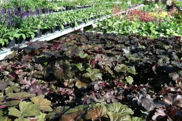 温室瓜菜防治病虫害的原则,根据病虫害的种类使用对应药物