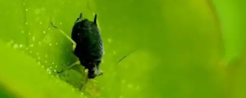 黑蚜虫对植物有哪些危害，会导致叶片出现畸形、蜷曲等