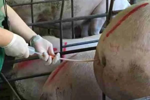 猪的精子在子宫里可以存活多久，可存活24个小时左右