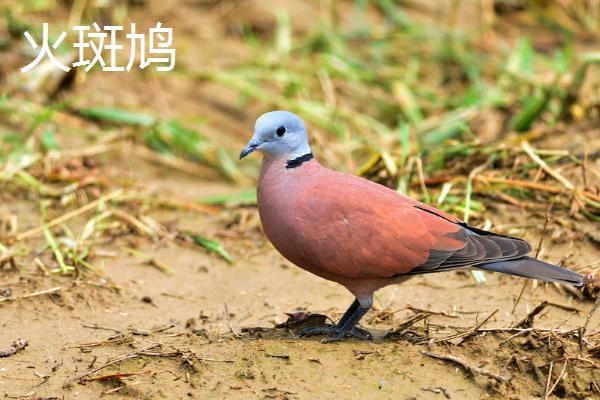 斑鸠的寿命，野生斑鸠可存活10年左右