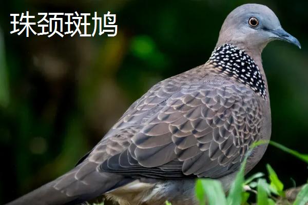 斑鸠的寿命，野生斑鸠可存活10年左右