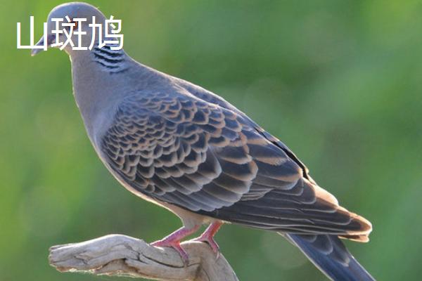 斑鸠的寿命，野生斑鸠可存活10年左右