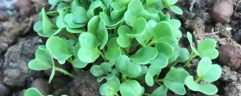 萝卜苗怎么种植，按照10-15厘米的株距栽入沟中