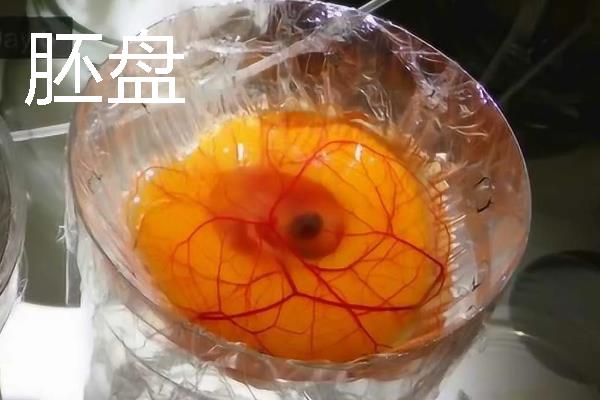 鸡卵的结构，由蛋壳、卵壳膜、卵白等部位组成