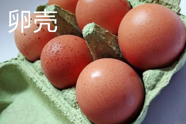 鸡卵的结构，由蛋壳、卵壳膜、卵白等部位组成