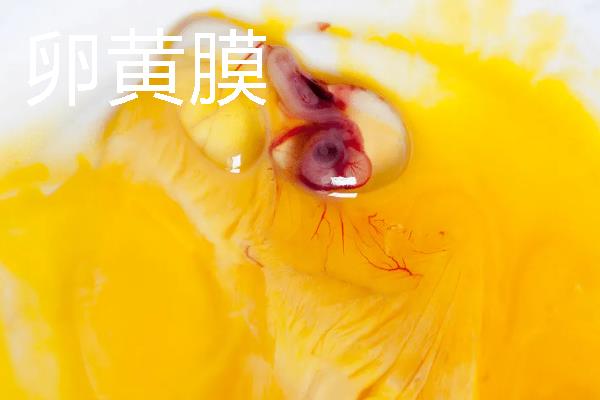 鸡卵的结构，由蛋壳、卵壳膜、卵白等部位组成
