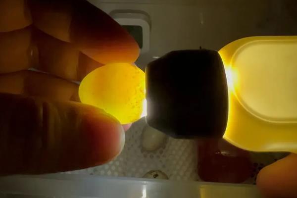 鸡卵的结构，由蛋壳、卵壳膜、卵白等部位组成