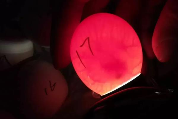鸡卵的结构，由蛋壳、卵壳膜、卵白等部位组成
