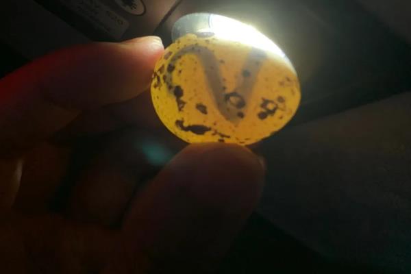 鸡卵的结构，由蛋壳、卵壳膜、卵白等部位组成