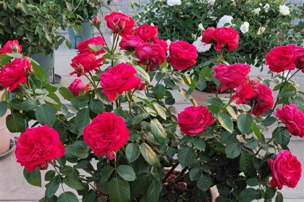 红龙月季四季开花吗，是四季开花的品种
