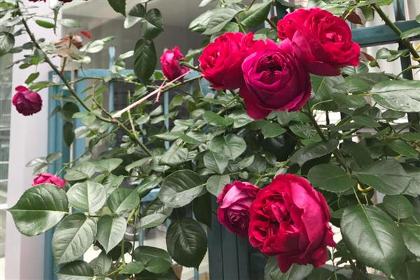 红龙月季四季开花吗，是四季开花的品种
