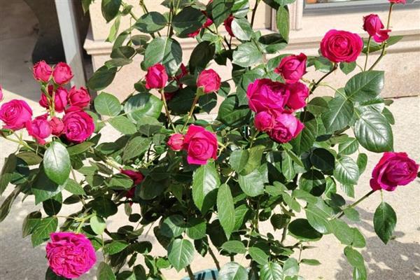 红龙月季四季开花吗，是四季开花的品种