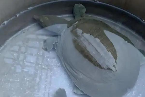甲鱼养在家里放多少水合适，不要超过甲鱼背部即可