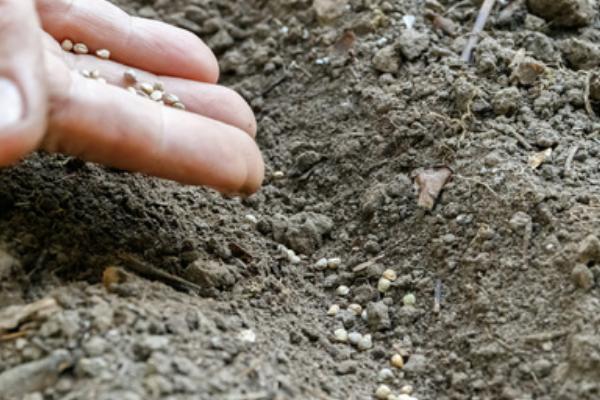 萝卜苗怎么种植，按照10-15厘米的株距栽入沟中