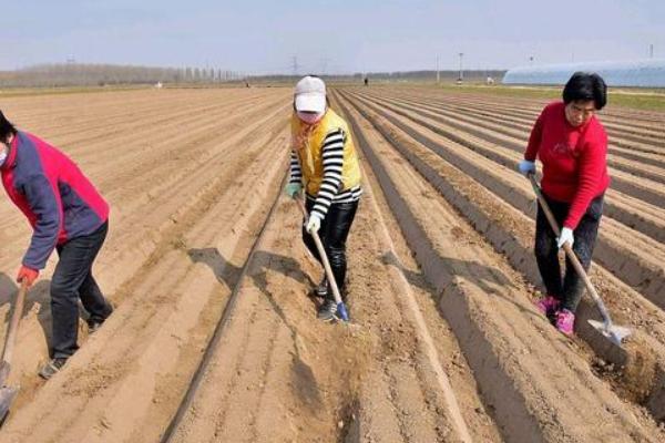 萝卜苗怎么种植，按照10-15厘米的株距栽入沟中