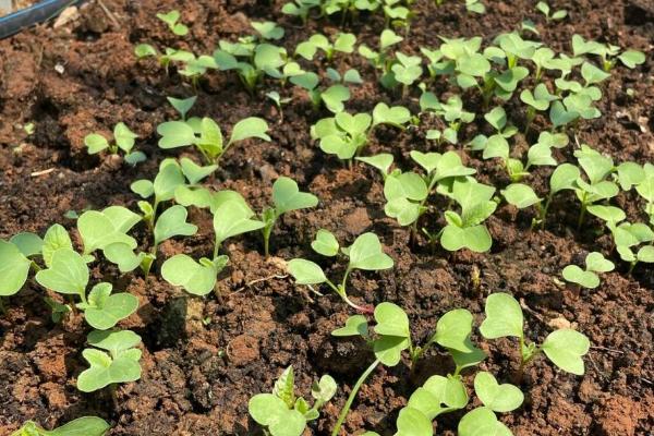 萝卜苗怎么种植，按照10-15厘米的株距栽入沟中