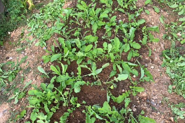 萝卜苗怎么种植，按照10-15厘米的株距栽入沟中