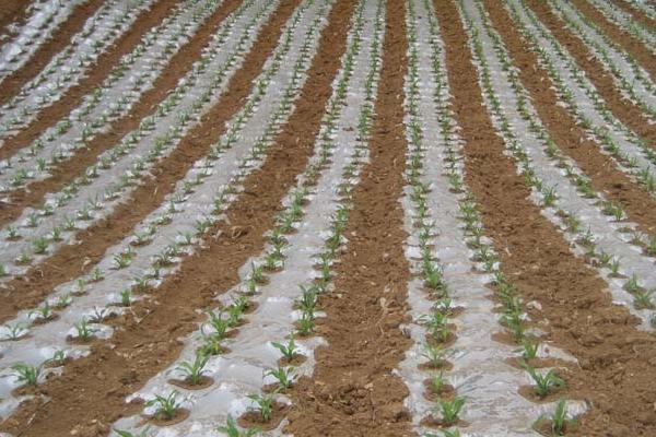 萝卜苗怎么种植，按照10-15厘米的株距栽入沟中