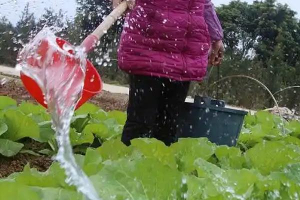 萝卜苗怎么种植，按照10-15厘米的株距栽入沟中