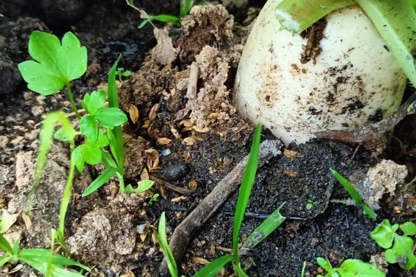 萝卜苗怎么种植，按照10-15厘米的株距栽入沟中