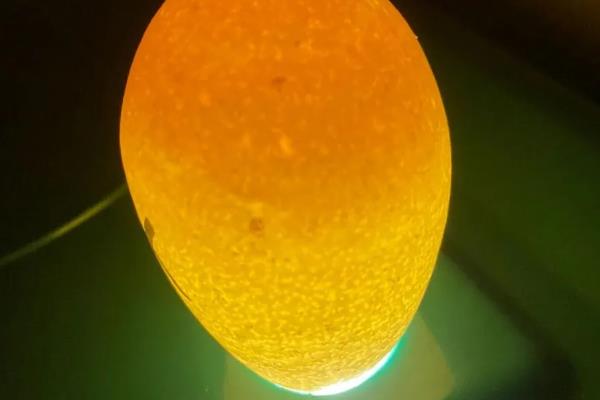 鸡卵的结构，由蛋壳、卵壳膜、卵白等部位组成