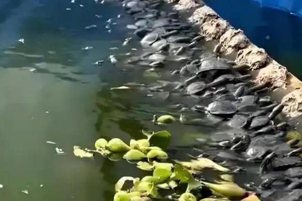 甲鱼养在家里放多少水合适，不要超过甲鱼背部即可