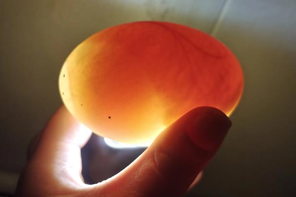 鸡卵的结构，由蛋壳、卵壳膜、卵白等部位组成