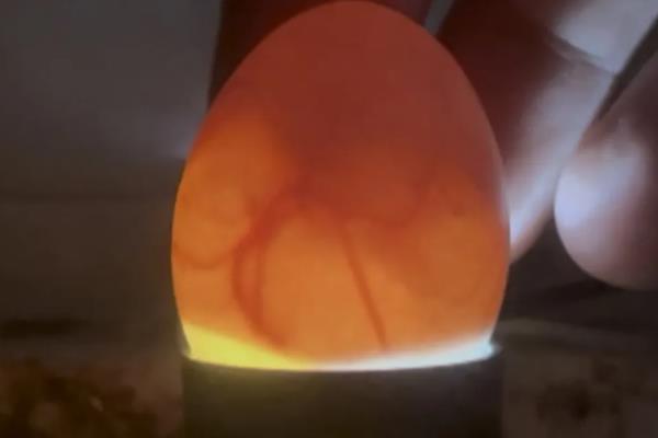 鸡卵的结构，由蛋壳、卵壳膜、卵白等部位组成