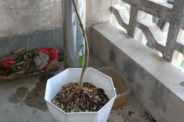 阳台如何盆栽种沃柑，可以通过扦插的方式进行