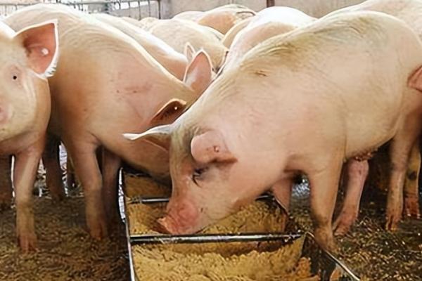 猪饲料怎么搭配，用糠麸、豆粕、漕渣等材料配制
