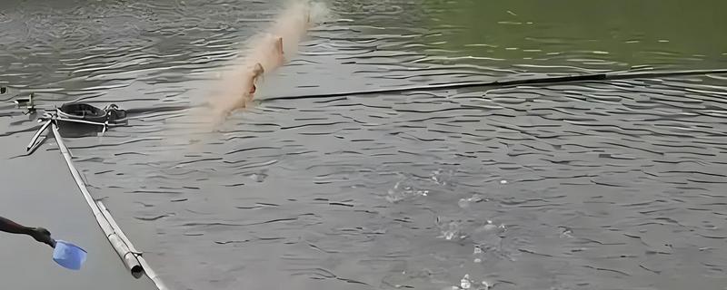 在水产养殖中芽孢杆菌和乳酸菌能不能混用，二者一起使用可以改善水质