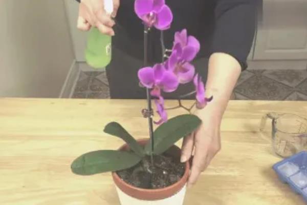 让蝴蝶兰开花的方法，生长期间每隔半个月追肥一次