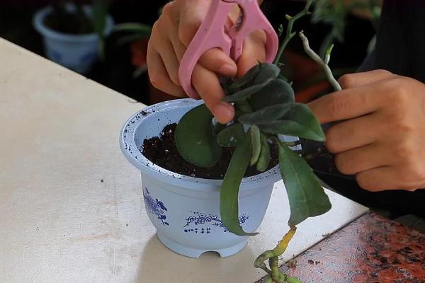 让蝴蝶兰开花的方法，生长期间每隔半个月追肥一次