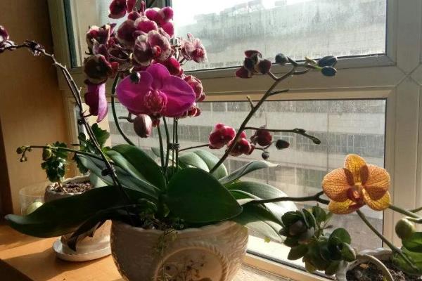 让蝴蝶兰开花的方法，生长期间每隔半个月追肥一次