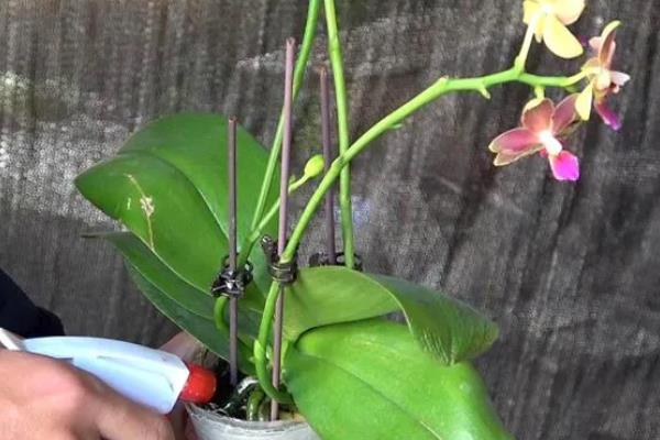 让蝴蝶兰开花的方法，生长期间每隔半个月追肥一次