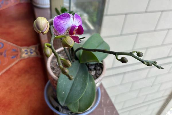 让蝴蝶兰开花的方法，生长期间每隔半个月追肥一次