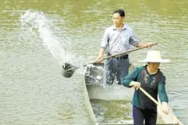 在水产养殖中芽孢杆菌和乳酸菌能不能混用，二者一起使用可以改善水质
