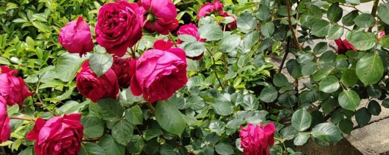 红龙月季四季开花吗，是四季开花的品种