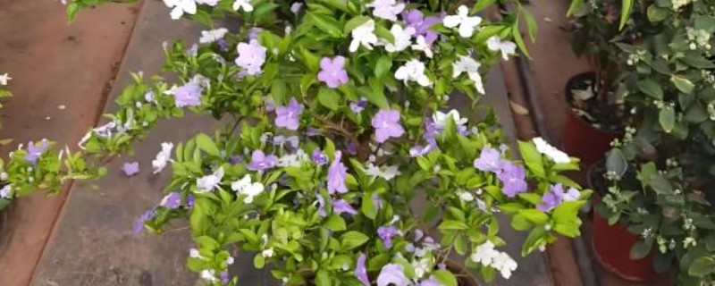 双色茉莉如何修剪，花期要将枝条短截至三分之一