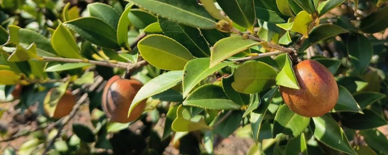 种植油茶的作用，可用来榨油、生产生物农药、制作有机肥等